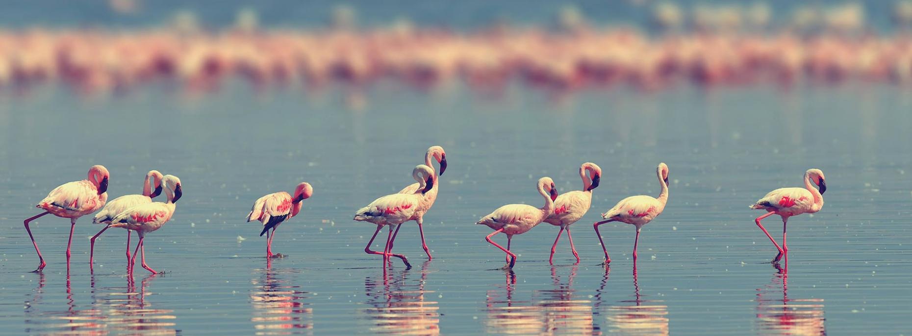 aironebiancoresidencevillage de fenster-der-flamingos 004